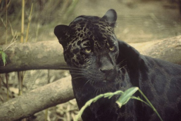 أغرب الحيوانات في غابات الأمازون