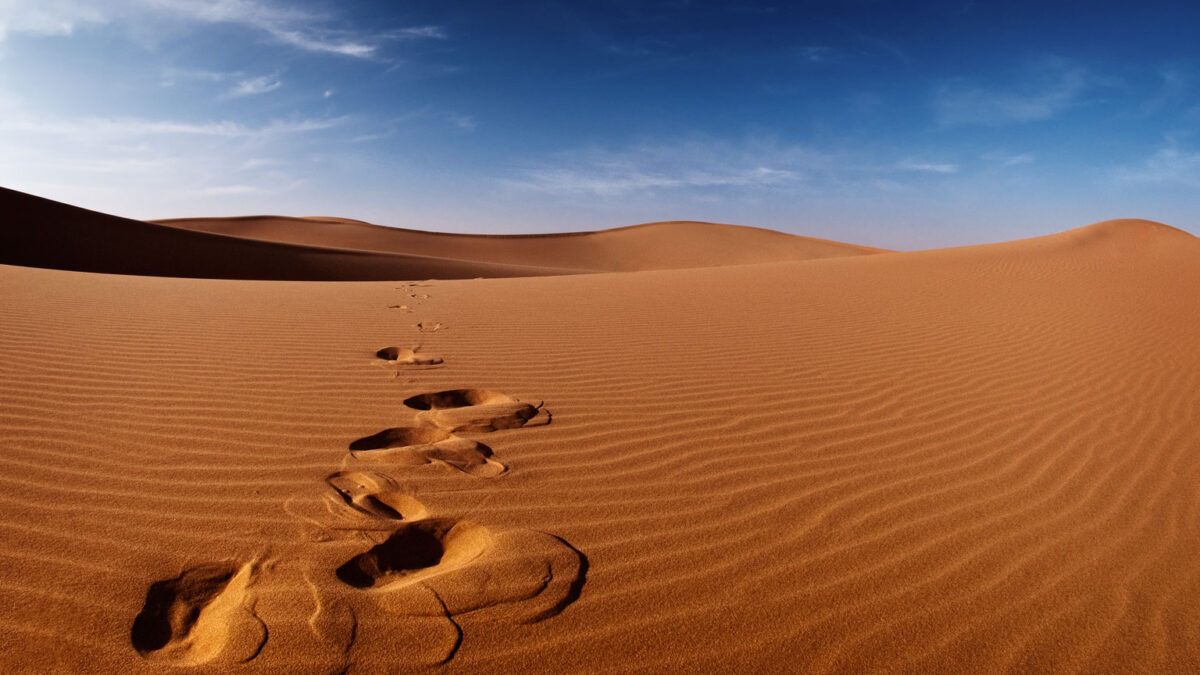 معلومات عن صحراء السعودية وأهم الأنشطة للقيام بها هناك